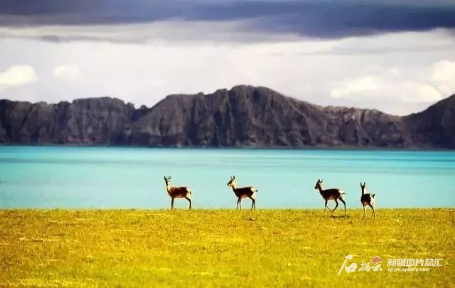 阿爾金山國家級自然保護區(qū)美景。保護區(qū)提供