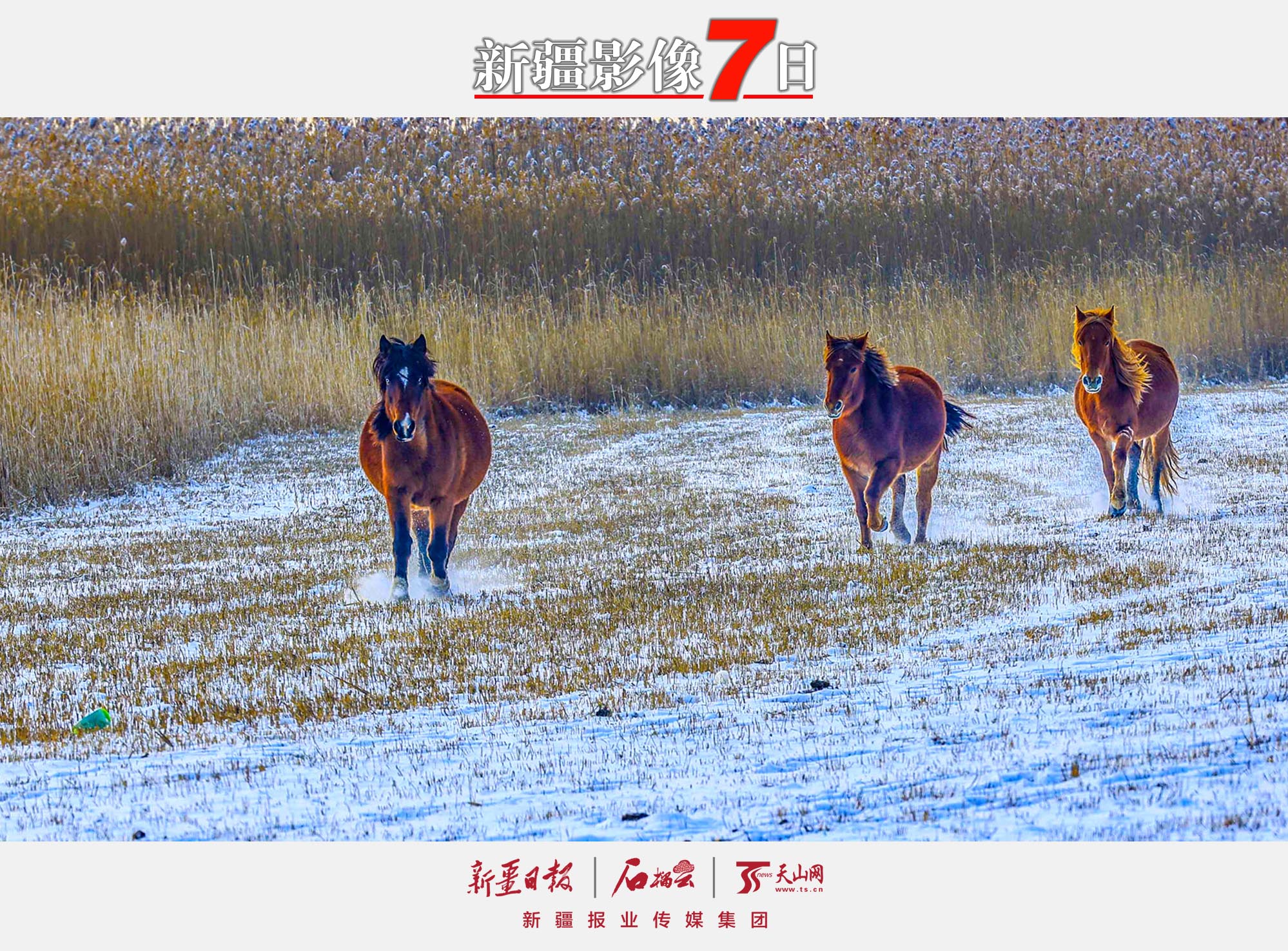 12月7日，駿馬在那拉提國(guó)家濕地公園的雪地上奔跑。大雪節(jié)氣，新源縣那拉提國(guó)家濕地公園銀裝素裹，奔馳的駿馬為寂靜的雪原平添一份活力。 張文庭攝